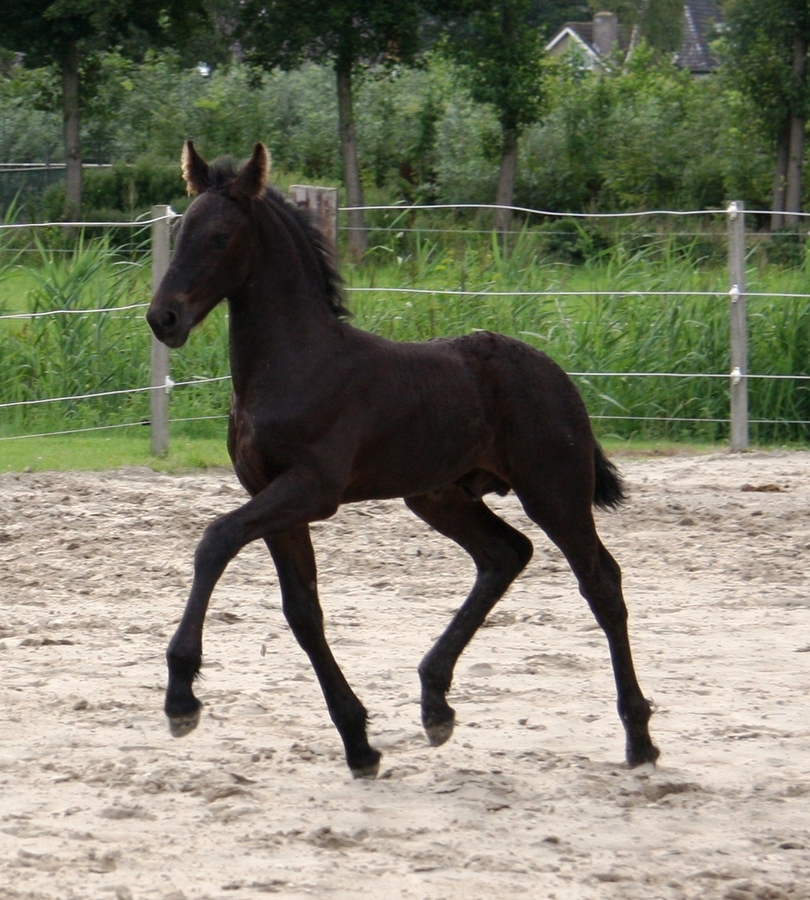 Friese Paardenfokkerij Paardenfokkerij de Boppelannen